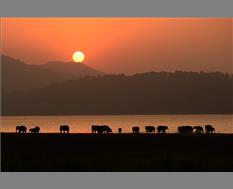 Magical Sunset Elephants on Ramgang River - Image By Rathika Ramasamy
